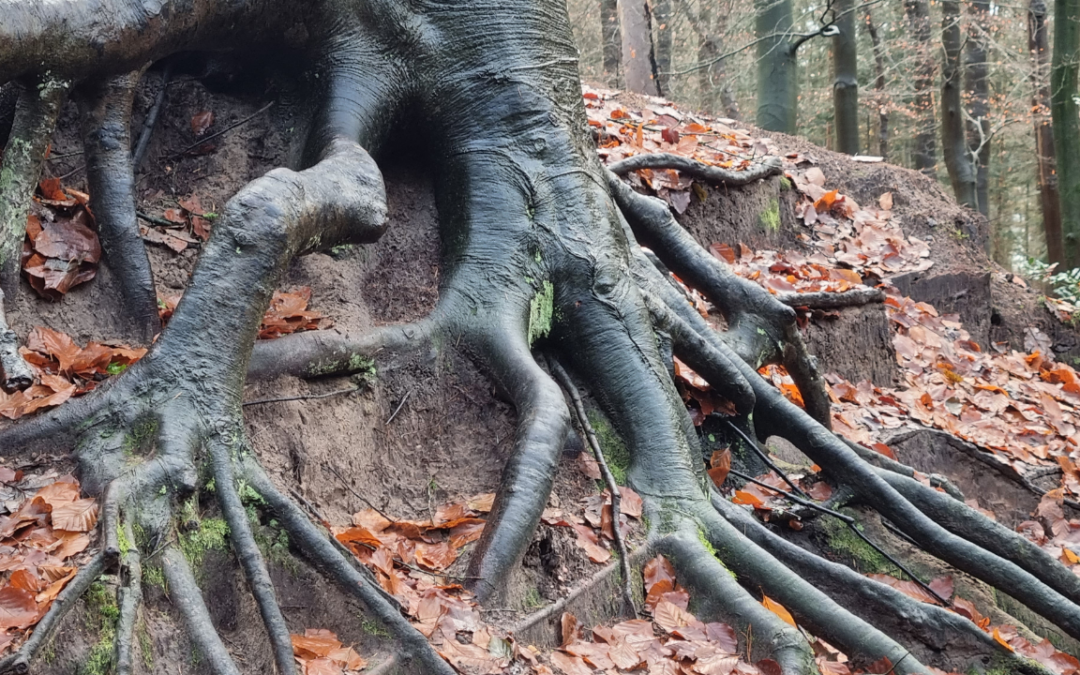 Her-krachten